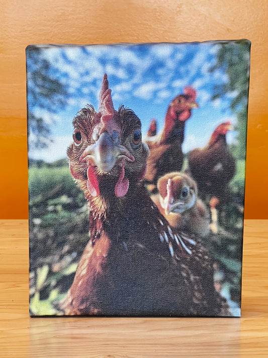 Curious Chickens Canvas Print 8x10