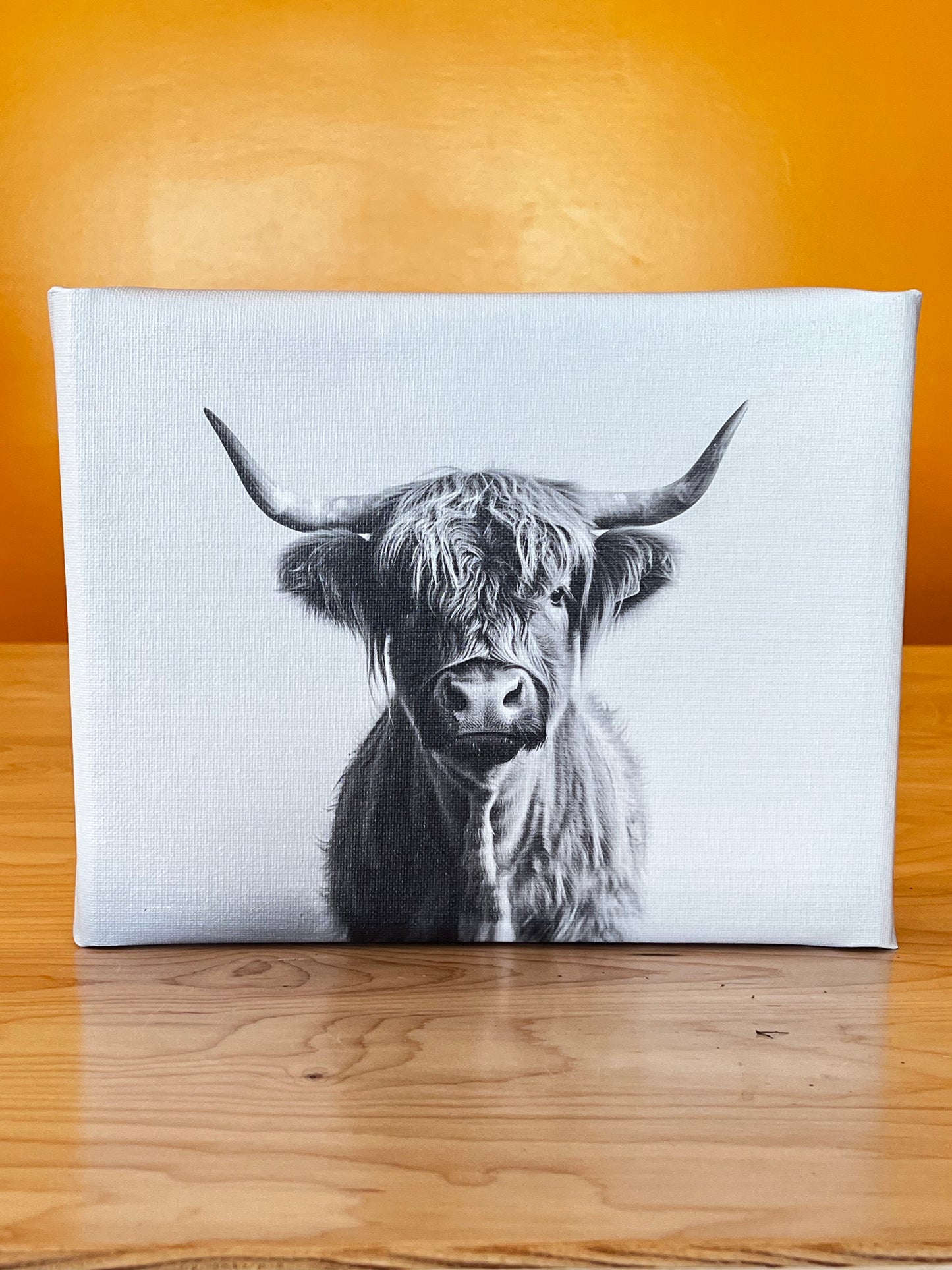 Highland Cow Canvas Print 8x10