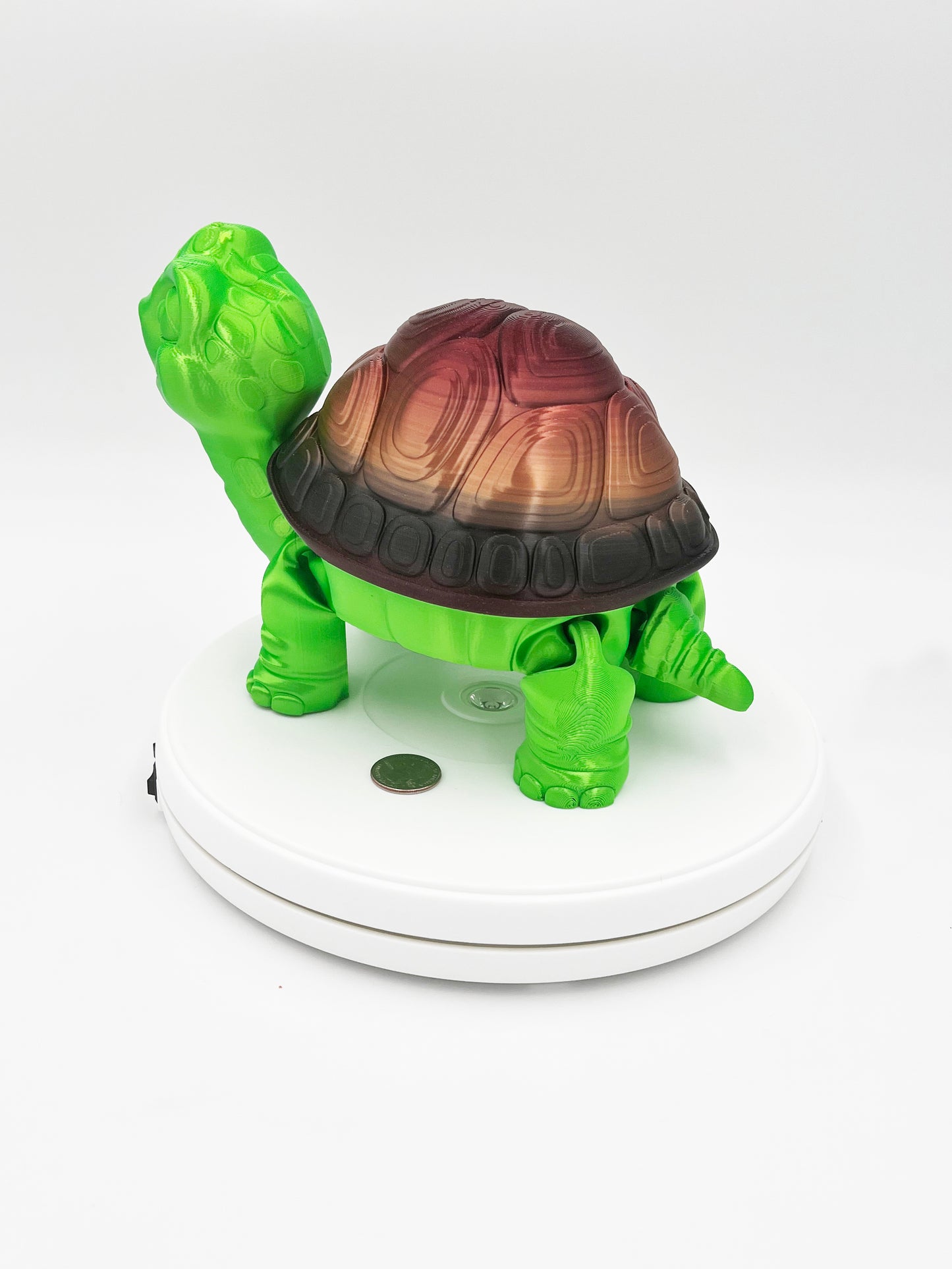 Tortoise with removable shell-large